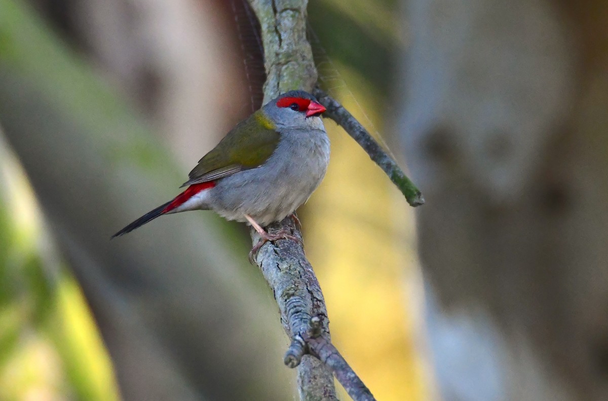 Diamante Cejirrojo - ML647831482