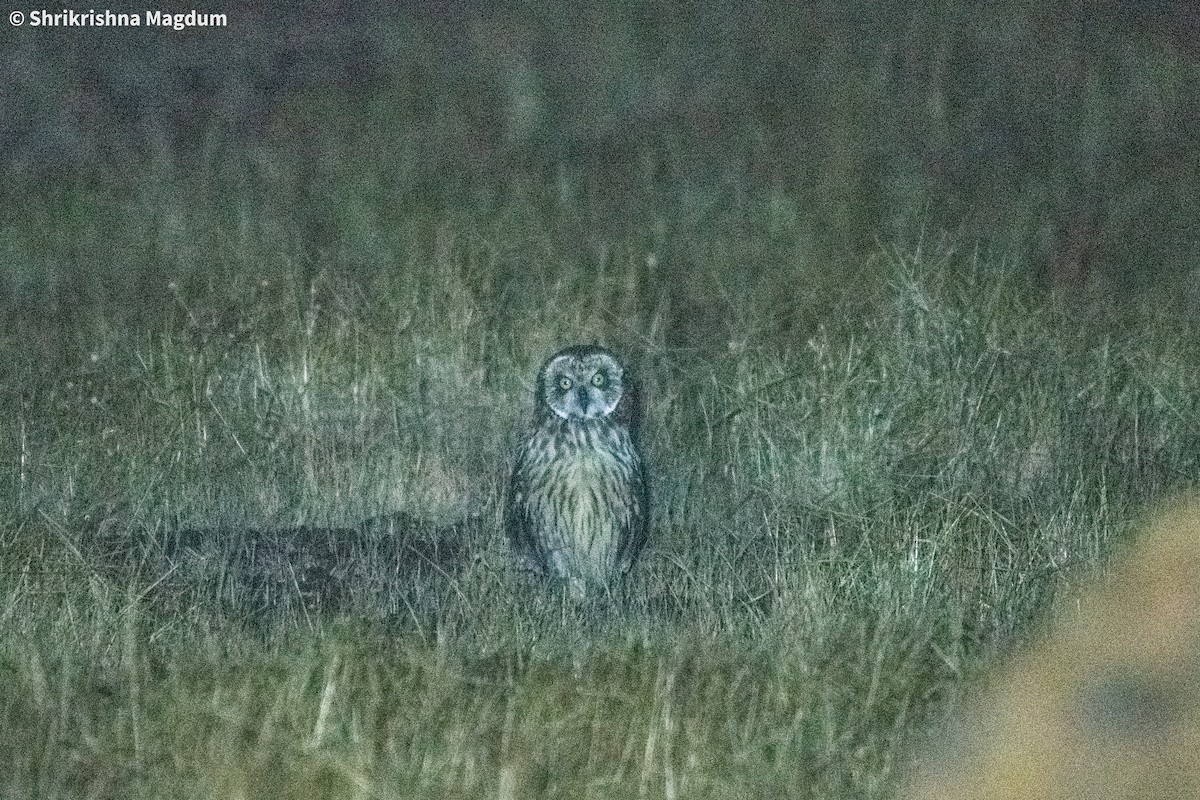 Short-eared Owl - ML647831500