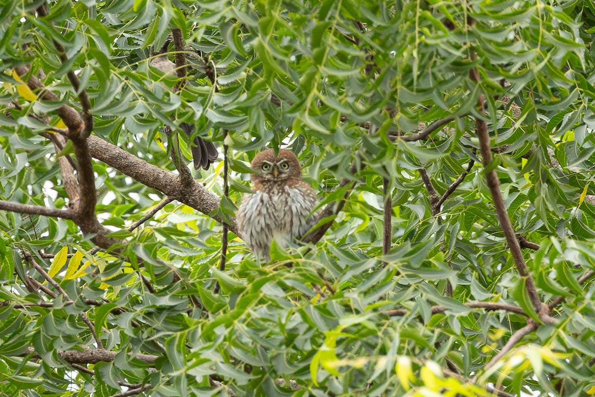 Pearl-spotted Owlet - ML647831529