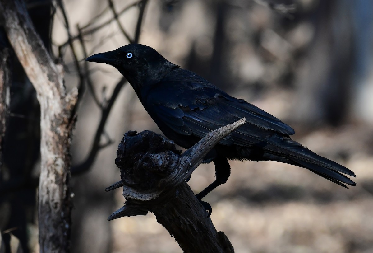 Little Raven - ML647831539