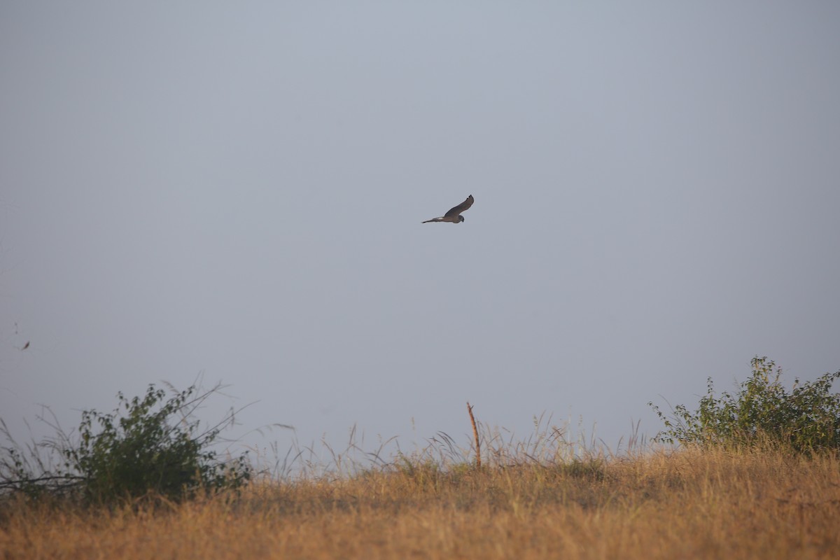 Aguilucho Papialbo - ML647831596