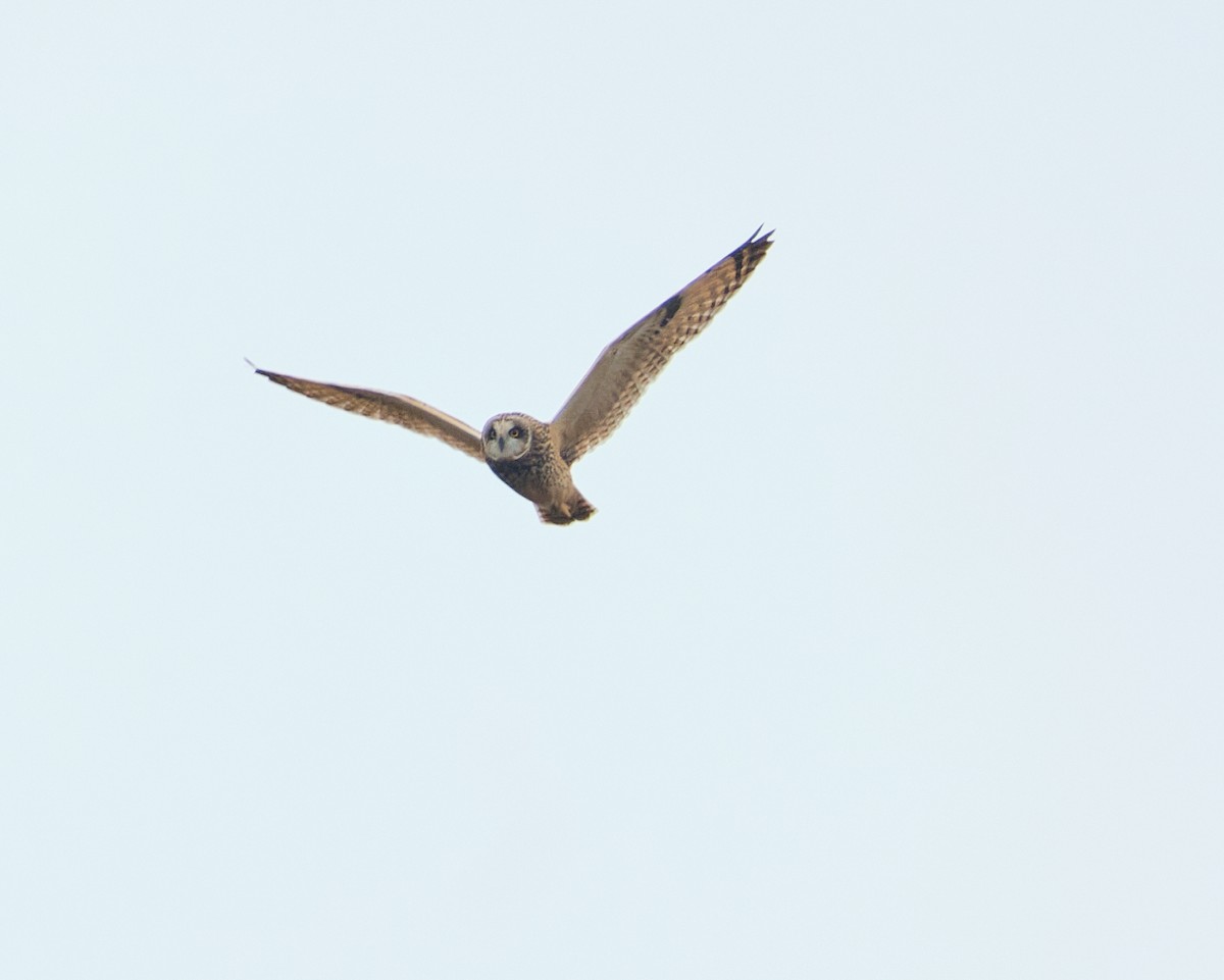 Short-eared Owl - ML647831617