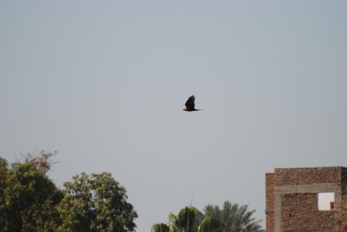 Western Marsh Harrier - ML647831629