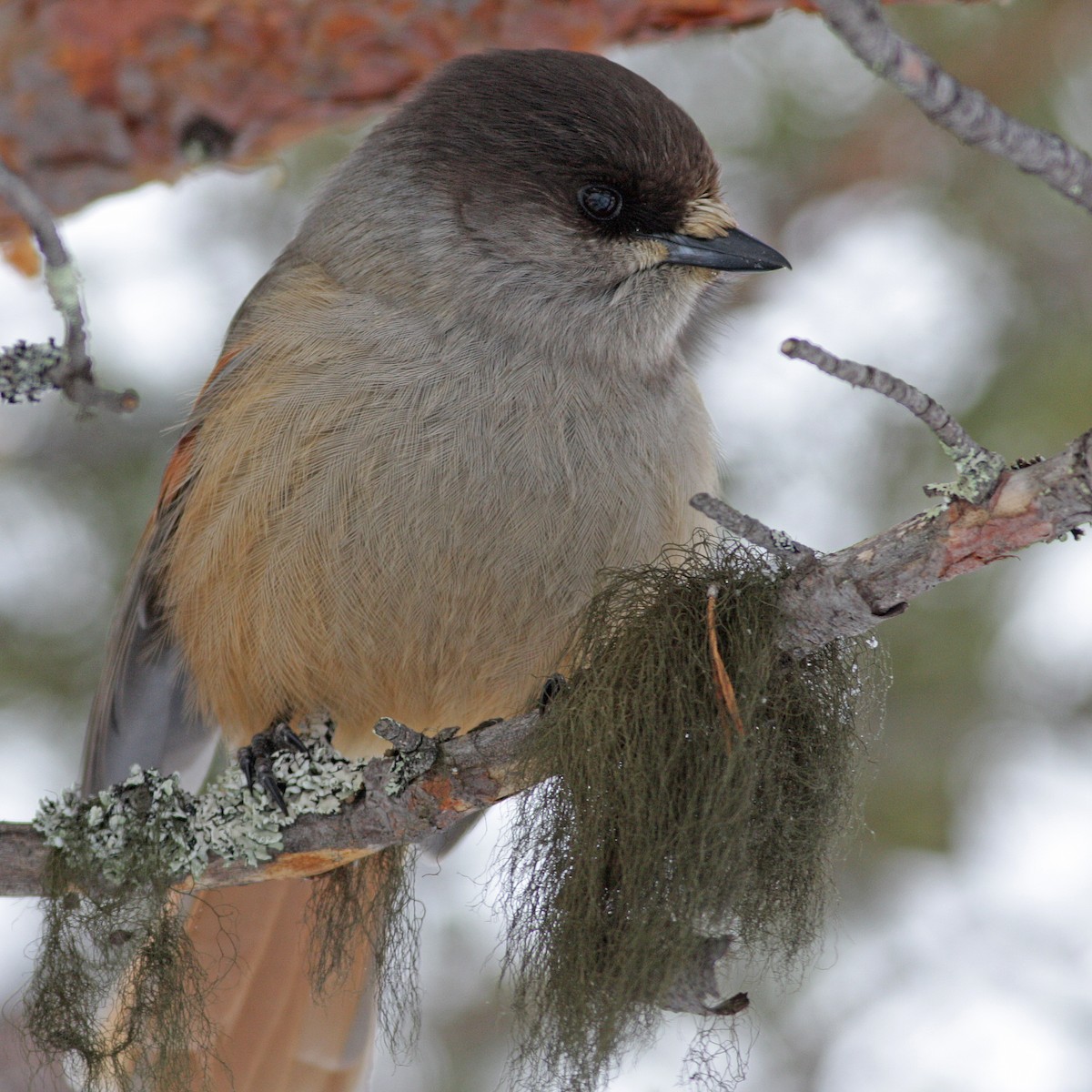 Siberian Jay - ML647831636