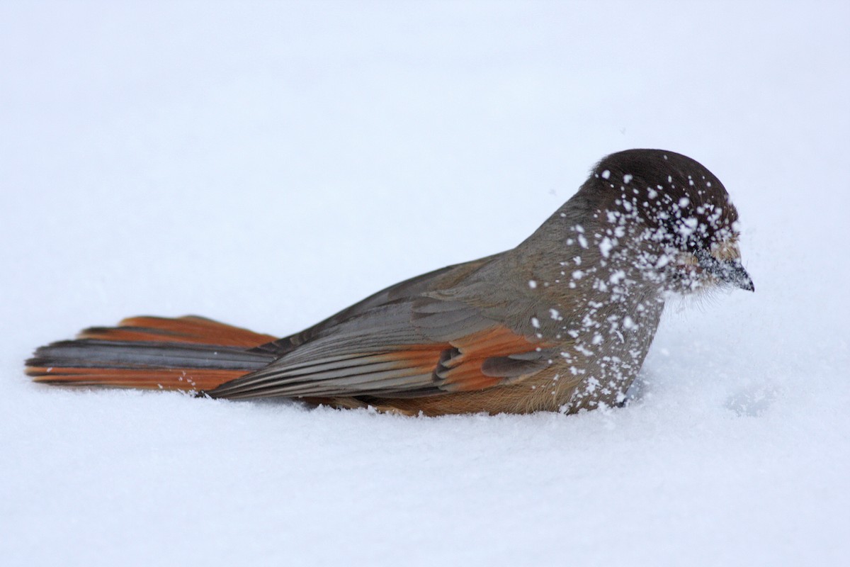 Siberian Jay - ML647831637