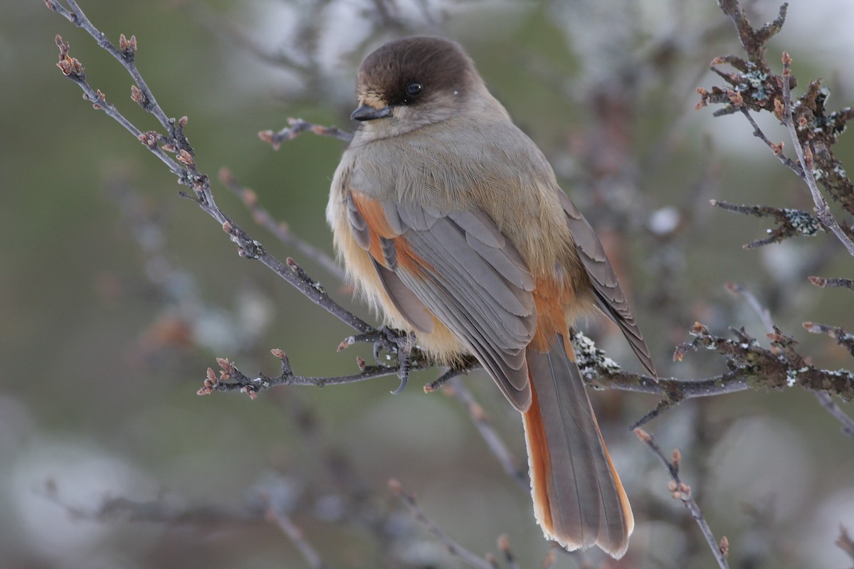 Siberian Jay - ML647831638