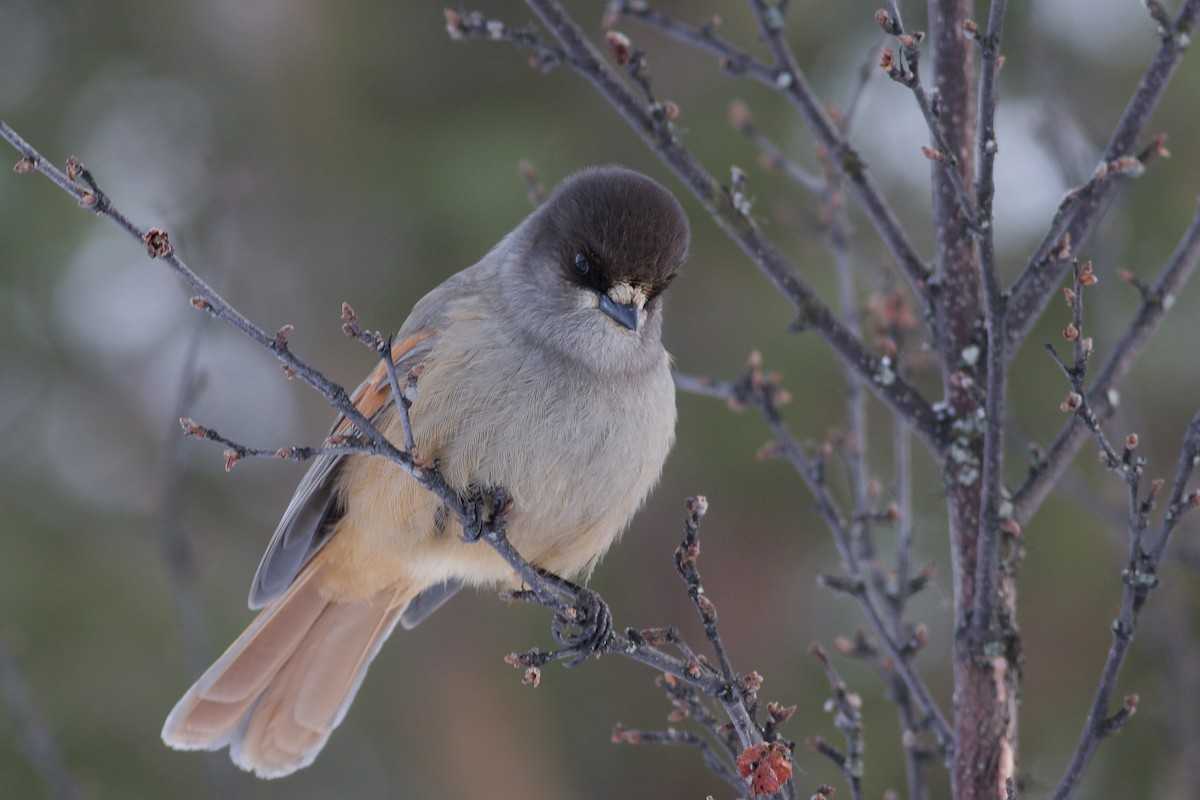 Siberian Jay - ML647831639