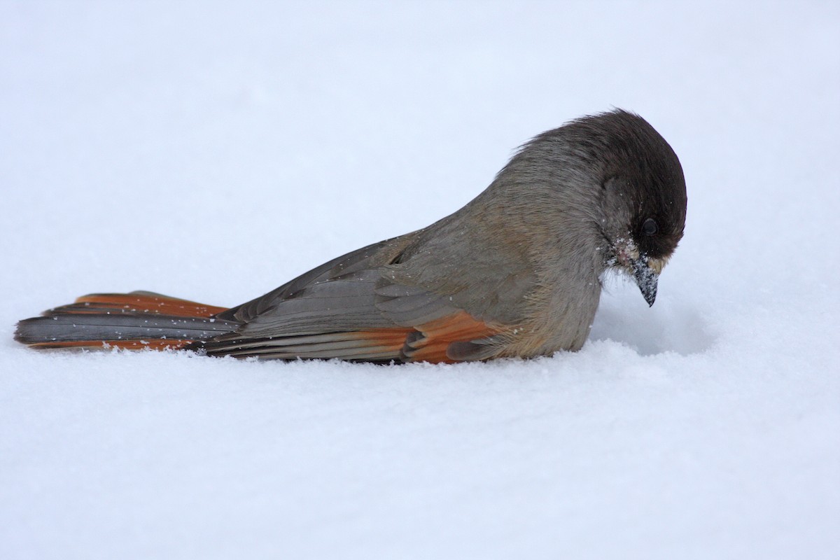 Siberian Jay - ML647831640
