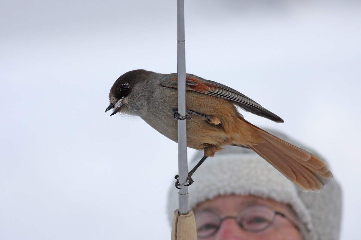 Siberian Jay - ML647831641
