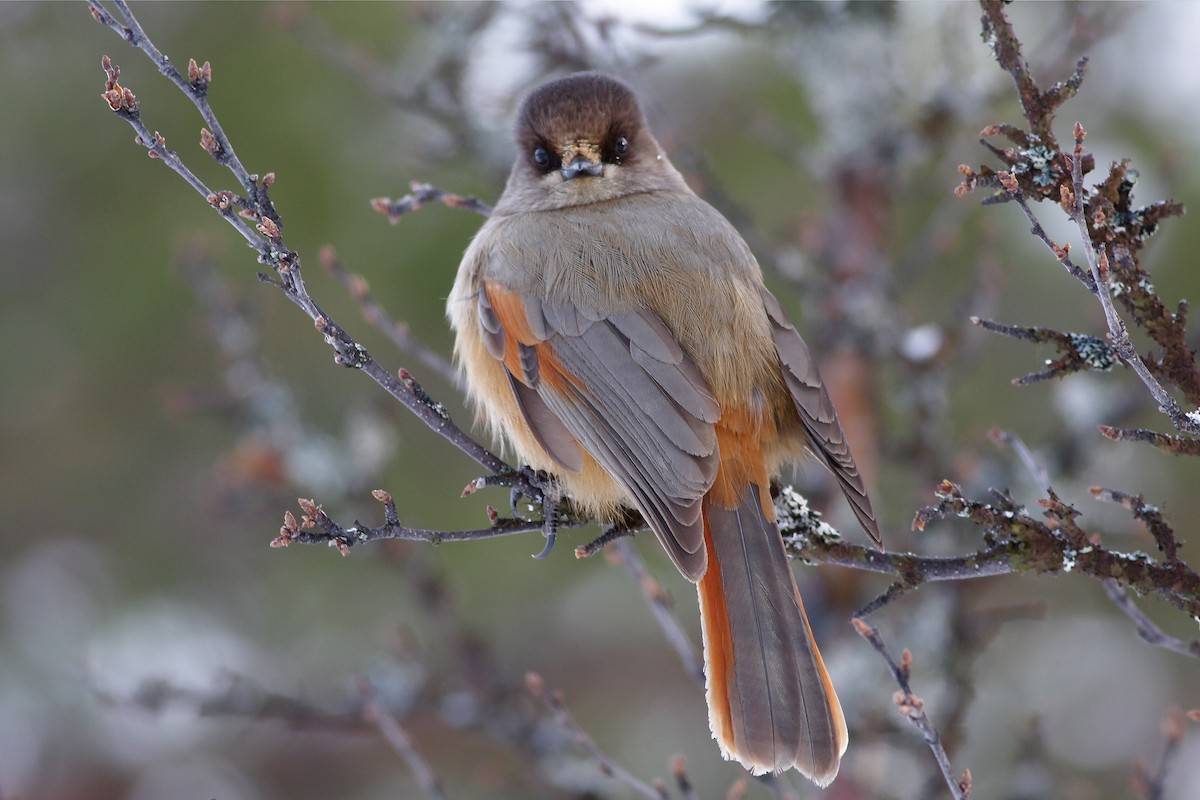 Siberian Jay - ML647831645