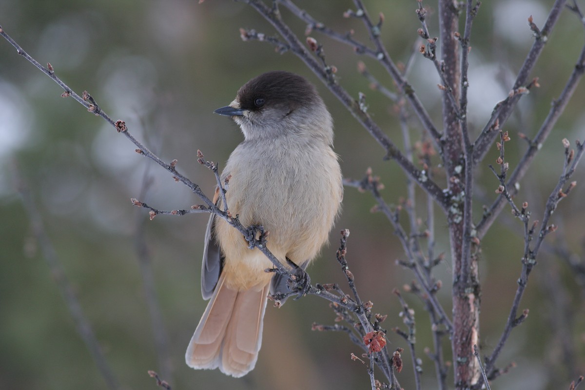 Siberian Jay - ML647831646