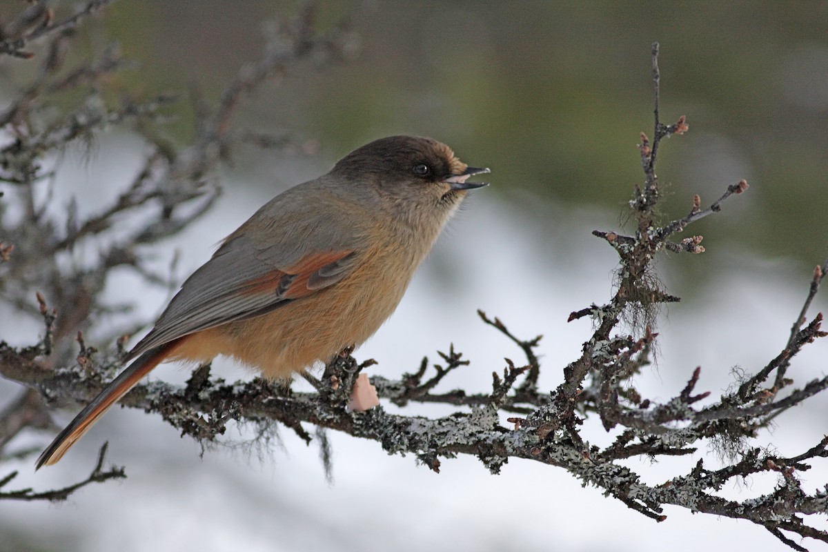 Siberian Jay - ML647831647