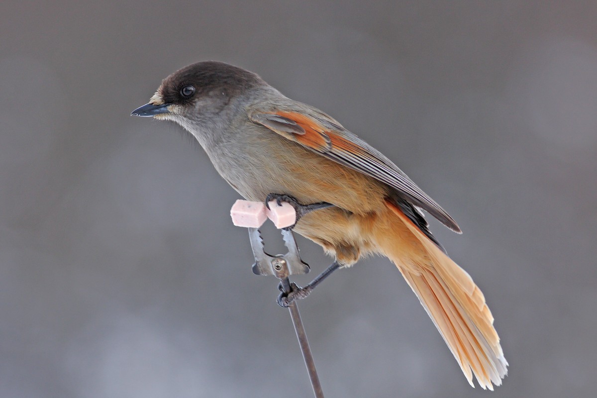 Siberian Jay - ML647831648