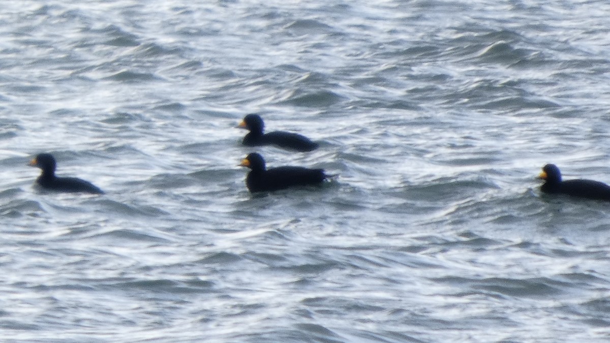 Американская синьга - ML647831649