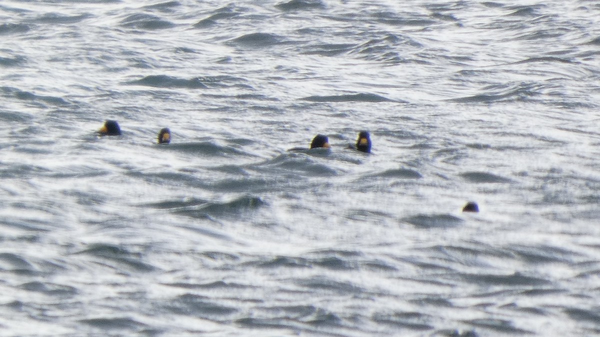 Американская синьга - ML647831651