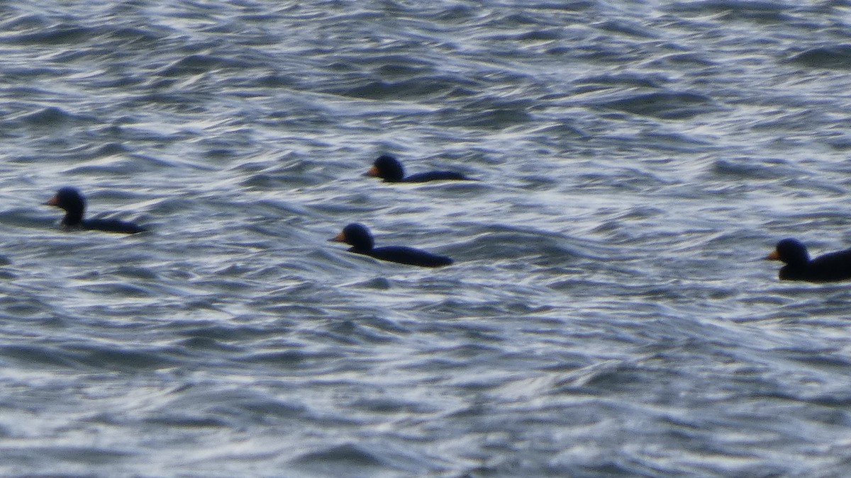 Американская синьга - ML647831652