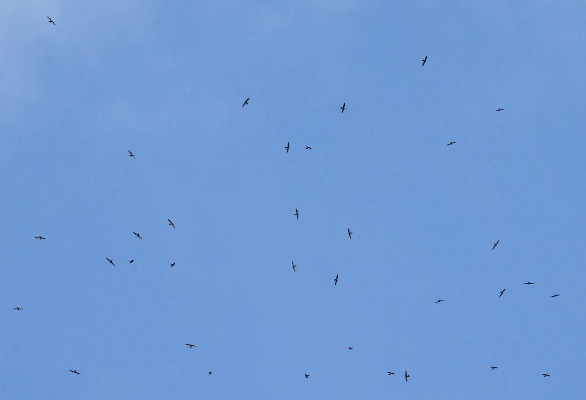 Halsbandsegler - ML647831660