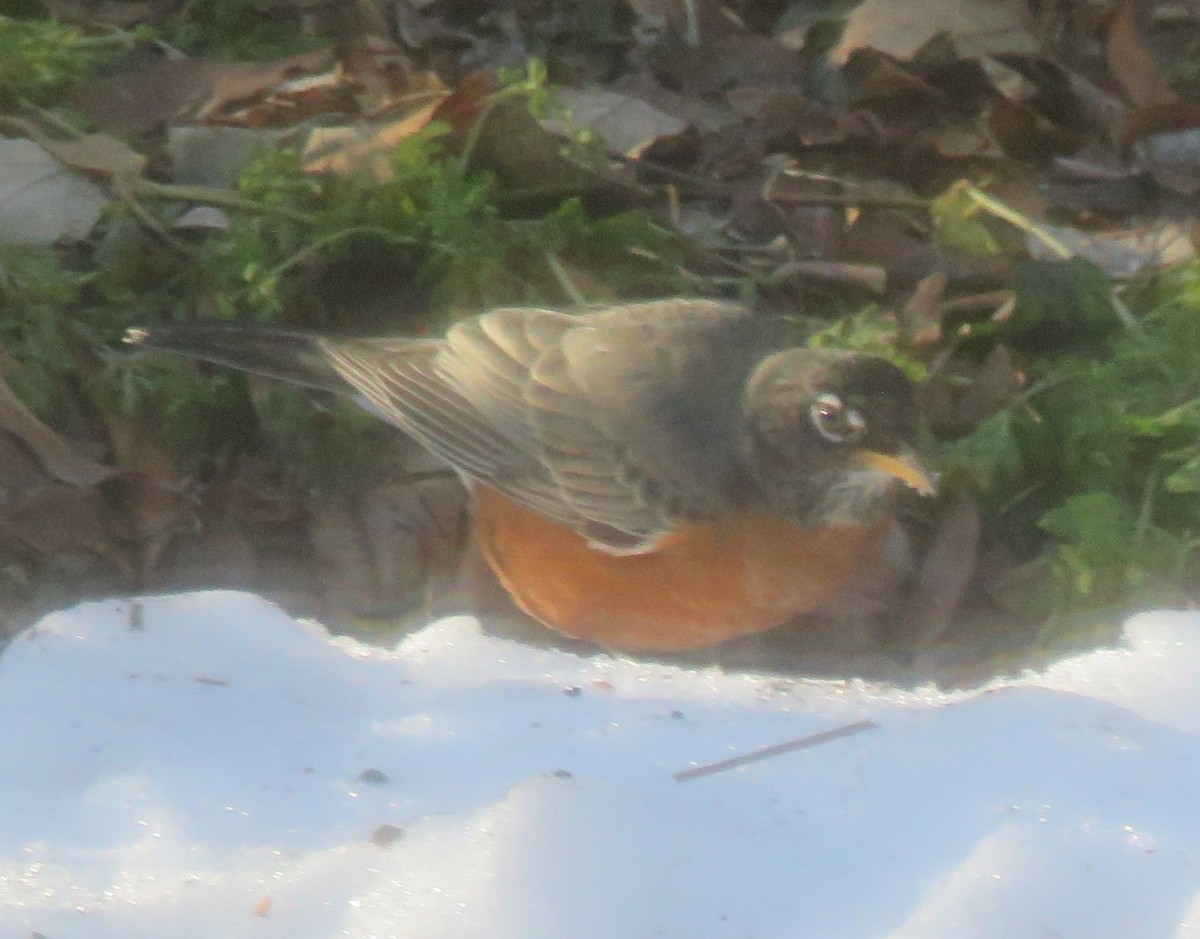 Wanderdrossel - ML647831667