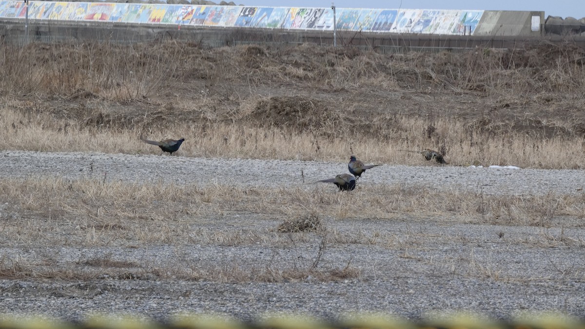 bažant zelený - ML647831683