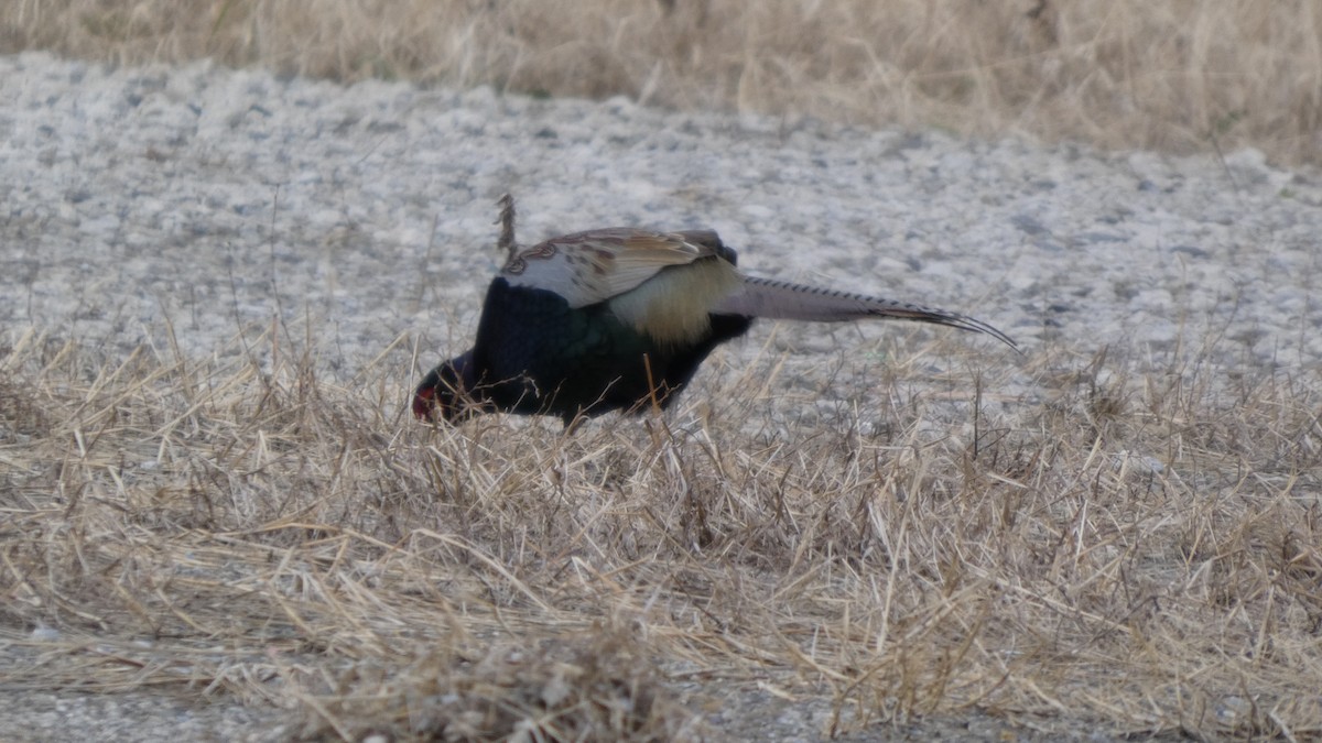 bažant zelený - ML647831685