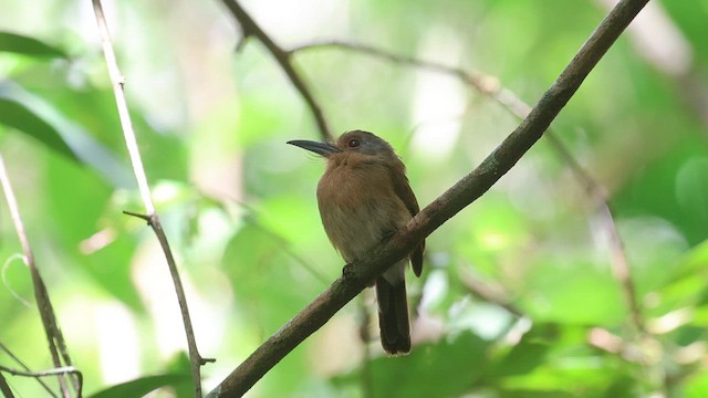 Fulvous-chinned Nunlet - ML647831698