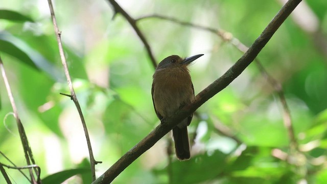 Fulvous-chinned Nunlet - ML647831699
