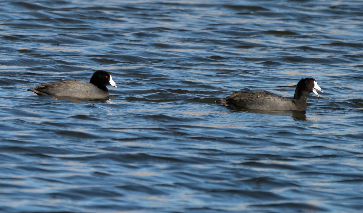 אגמית אמריקנית - ML647831700