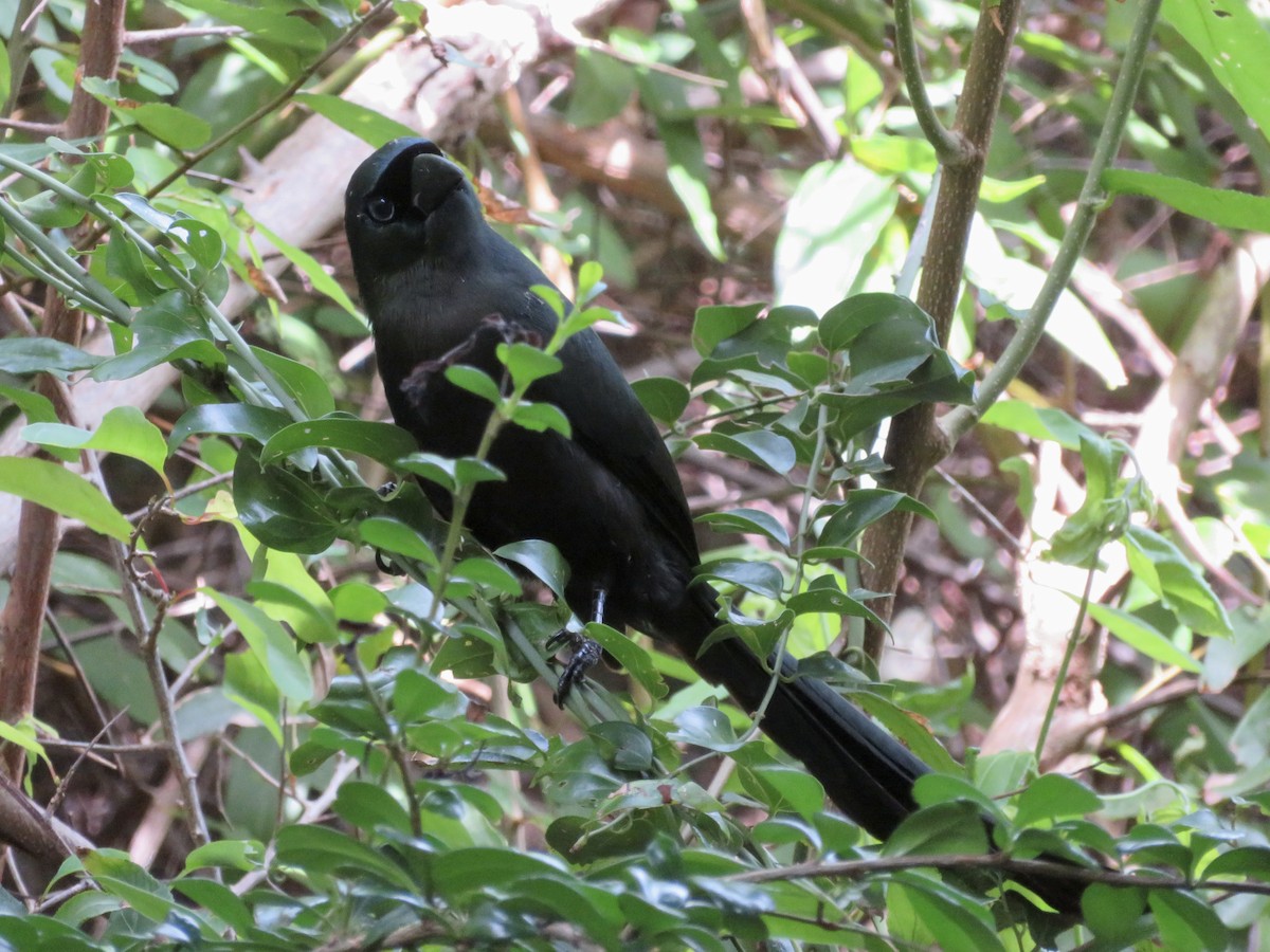 Racket-tailed Treepie - ML647831706