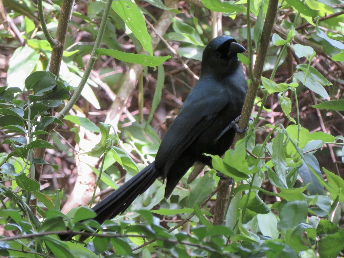 Racket-tailed Treepie - ML647831707