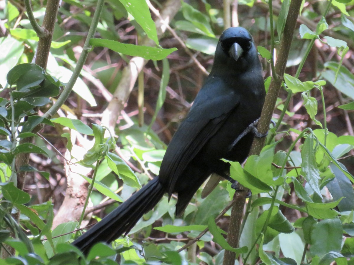Racket-tailed Treepie - ML647831708
