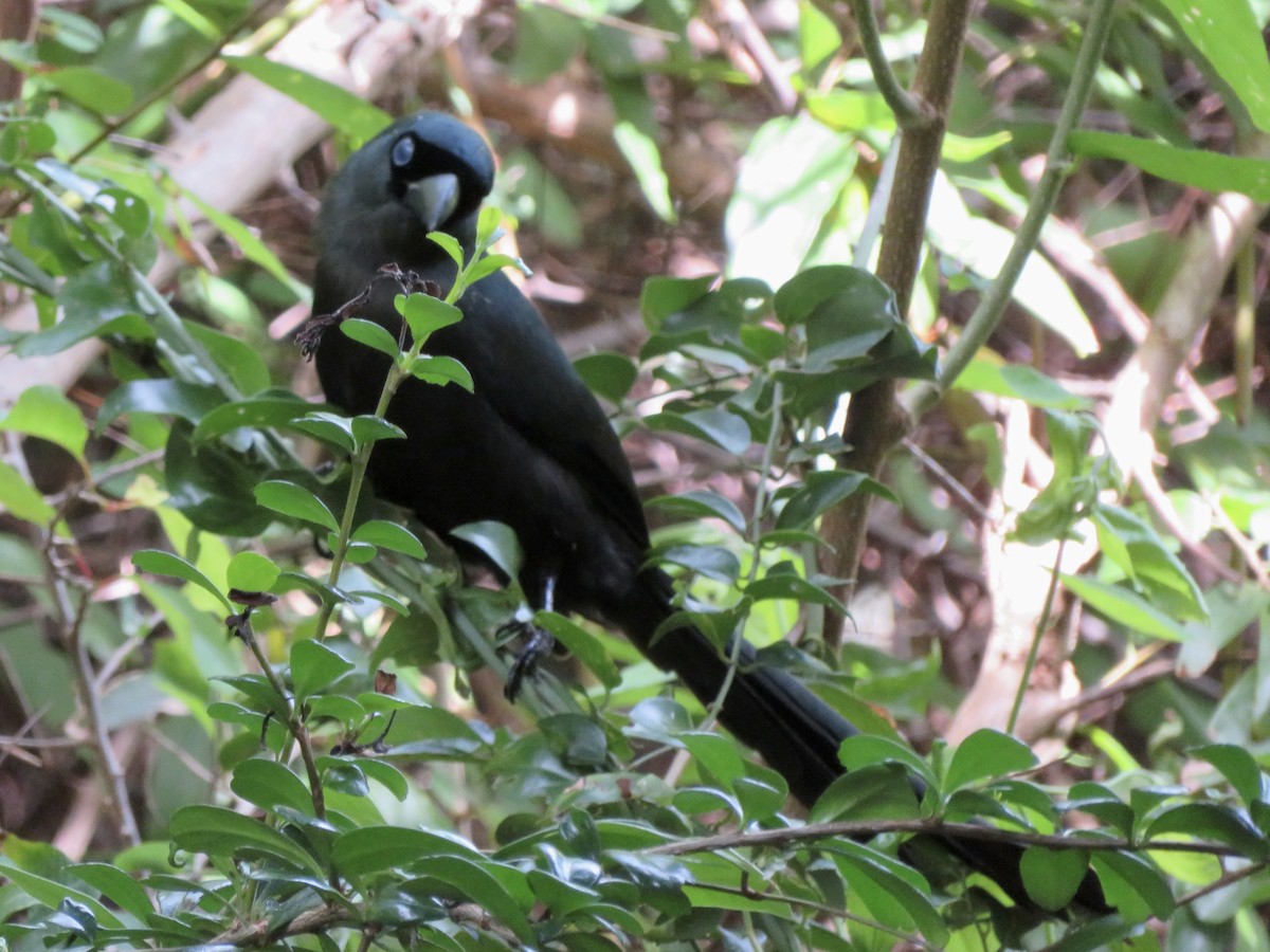 Racket-tailed Treepie - ML647831709