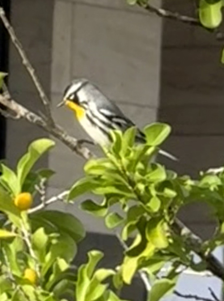 Paruline à gorge jaune - ML647831746