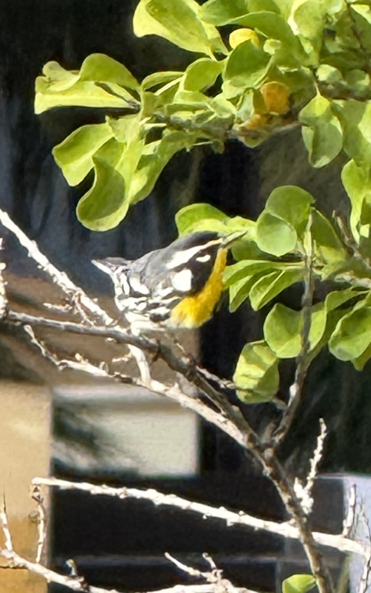 Paruline à gorge jaune - ML647831747