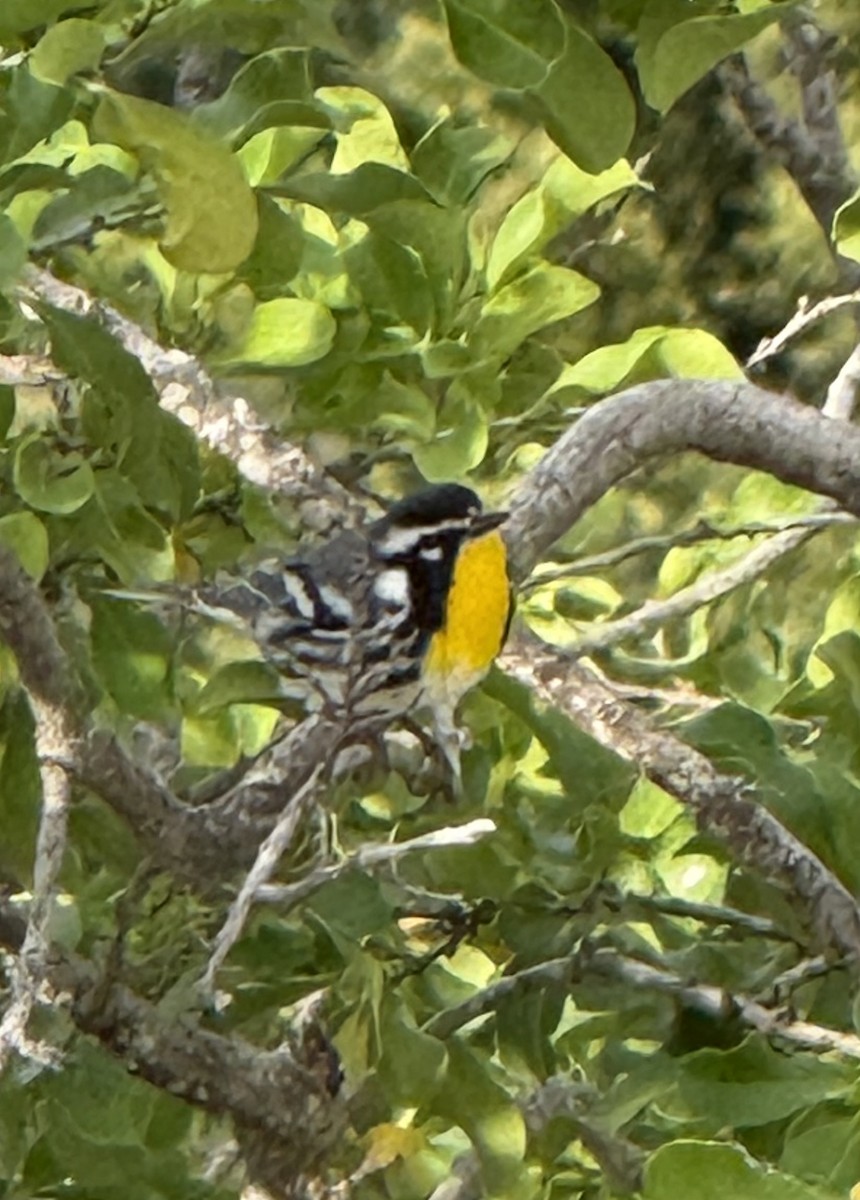 Paruline à gorge jaune - ML647831748