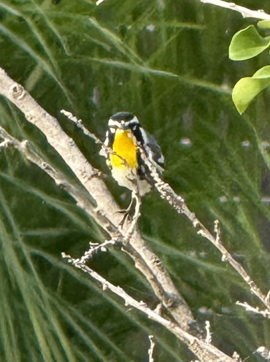 Paruline à gorge jaune - ML647831749