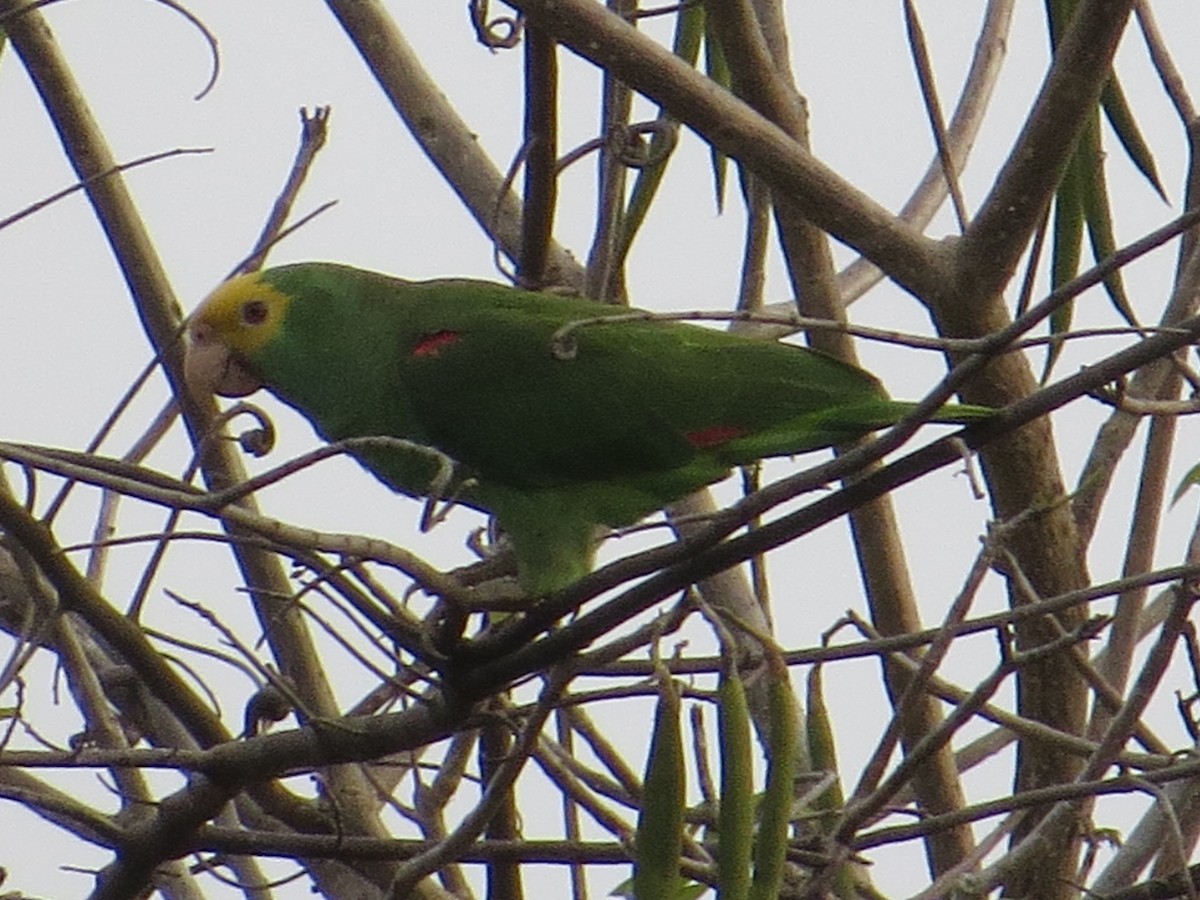 Yellow-headed Amazon - ML647831786