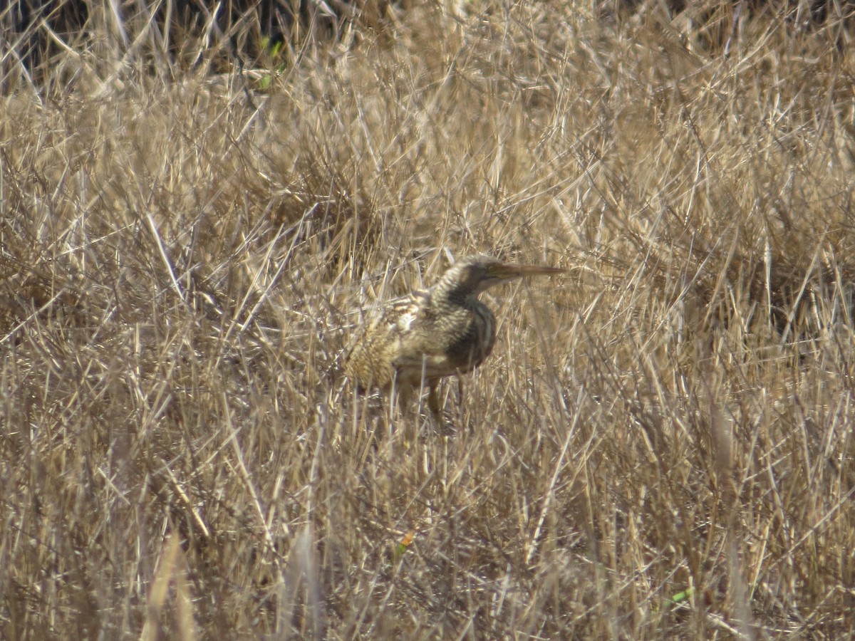 Pinnated Bittern - ML647831804