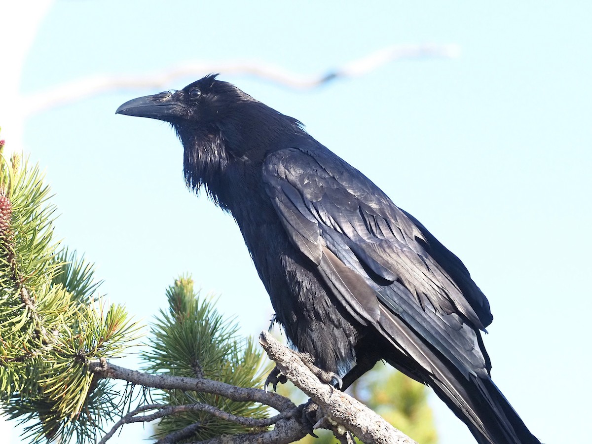 Corvo imperiale - ML647831818