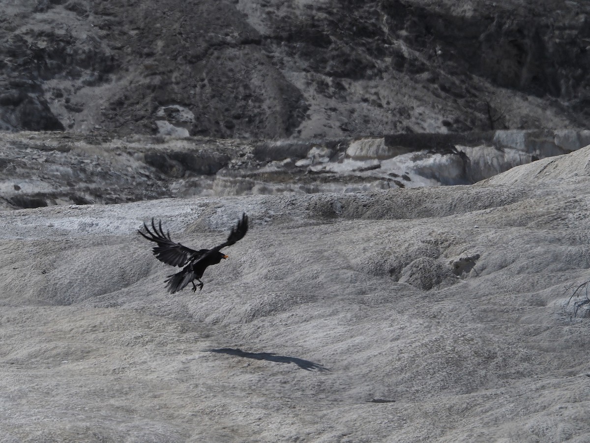 Corvo imperiale - ML647831822