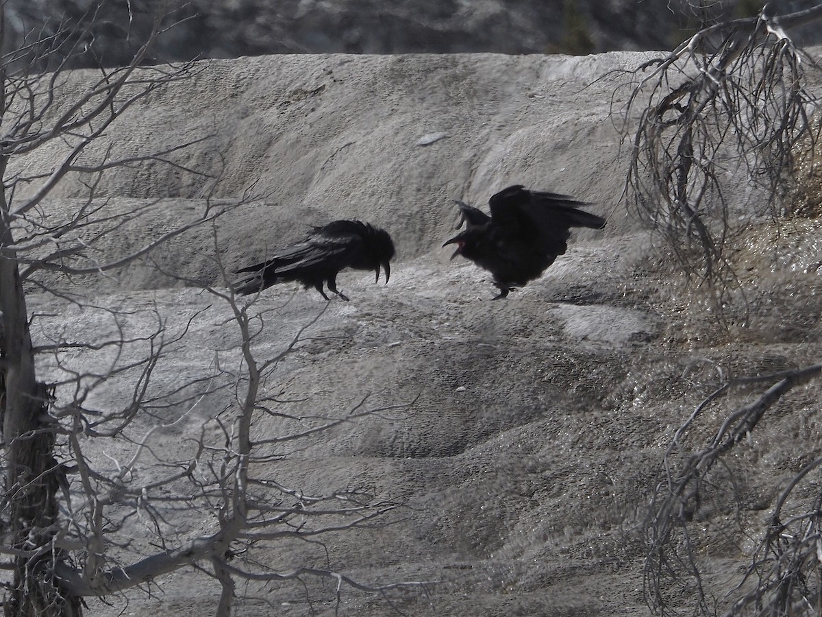 Corvo imperiale - ML647831824