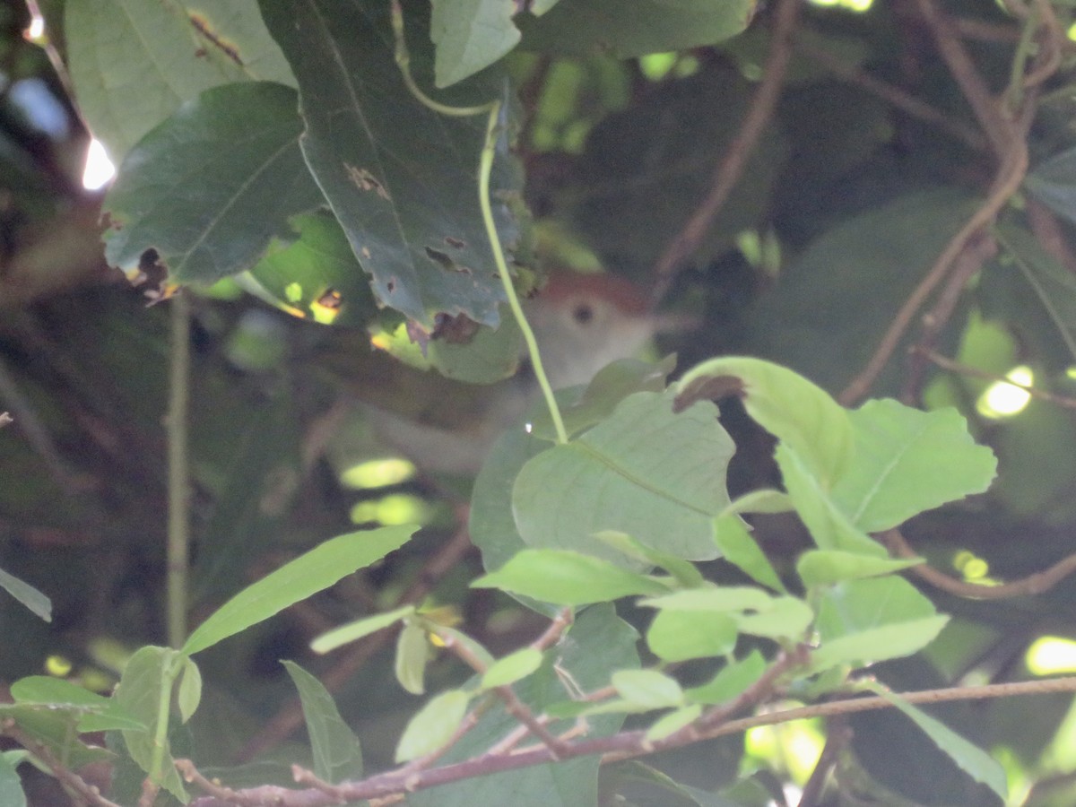 Common Tailorbird - ML647831832