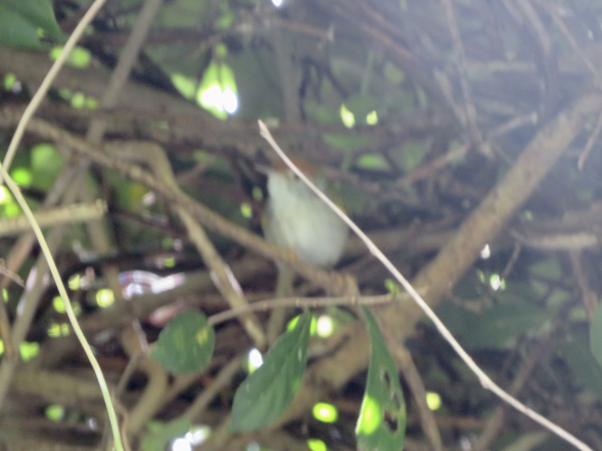 Common Tailorbird - ML647831834