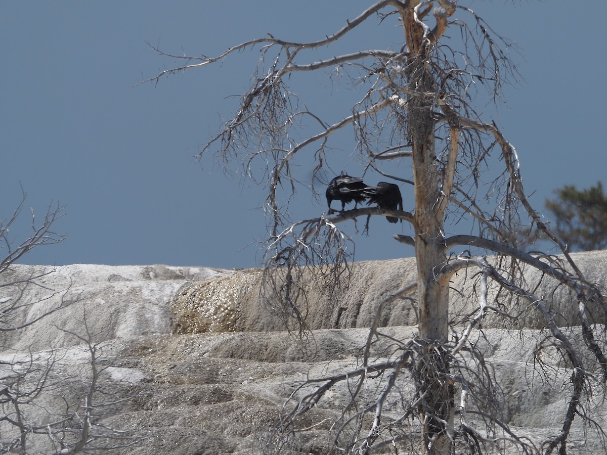 Corvo imperiale - ML647831836