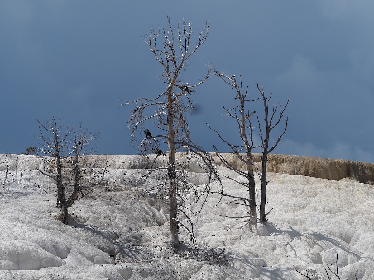 Corvo imperiale - ML647831844