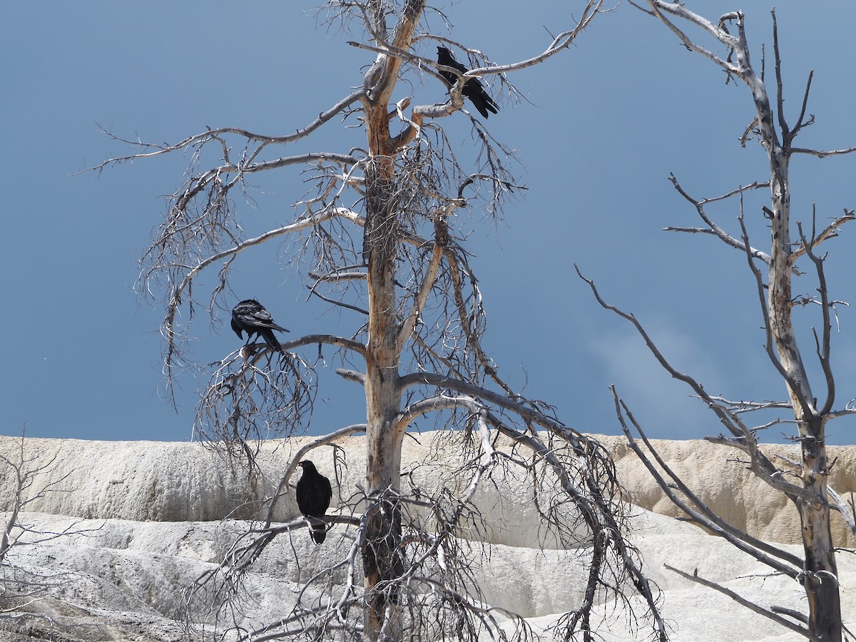 Corvo imperiale - ML647831870