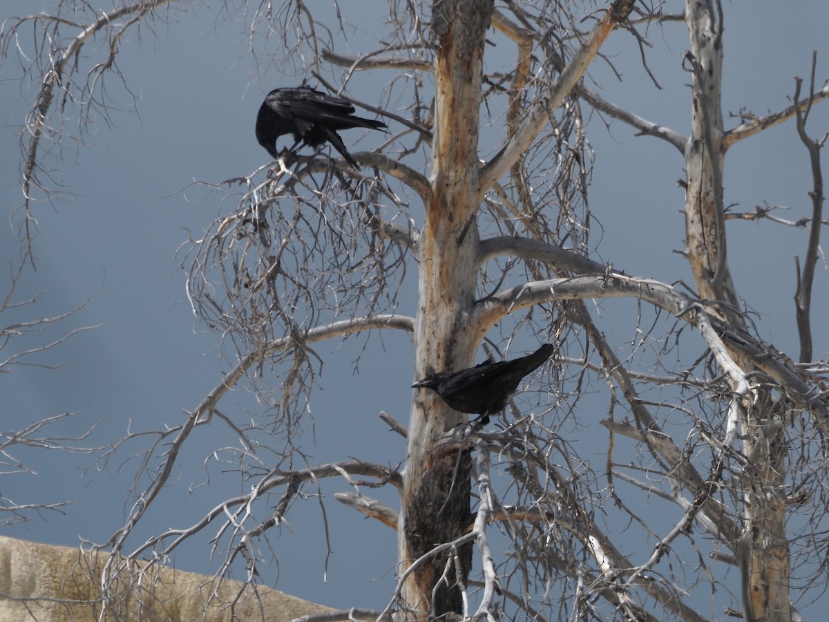 Corvo imperiale - ML647831874