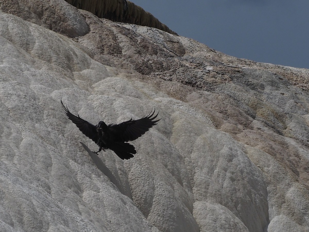 Corvo imperiale - ML647831879