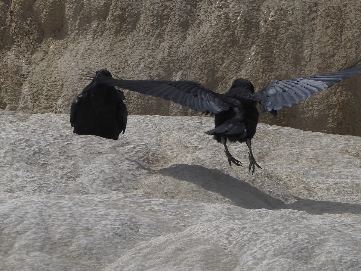 Corvo imperiale - ML647831880