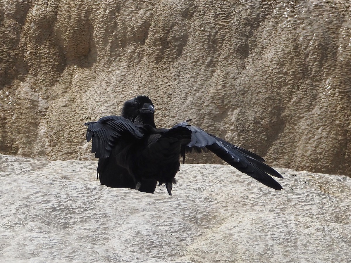 Corvo imperiale - ML647831887