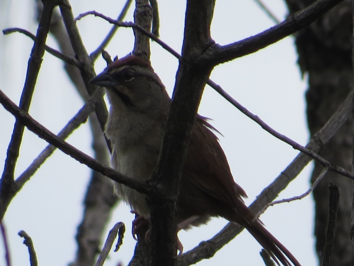 Rusty Sparrow - ML647831892
